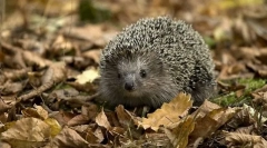 Co zvířata téměř nefungují jedy?