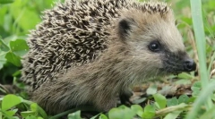 Jaké zvíře nefungují jedy?