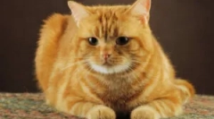 Lidové prostředky z blechy koček