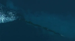 Narwhal