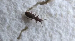 Hmyz v mouce a kroup