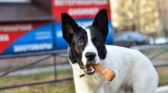 Trvalý požadavek pozornosti