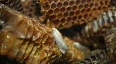 Vosk můra tinktura a extrakt