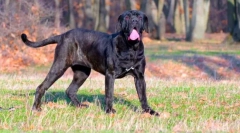 Neapolitan mastiff (fotografie): grozny stráž s dobrou duší