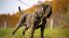 Neapolský mastiff