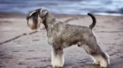 Levné psi střední velikost: popis a fotky