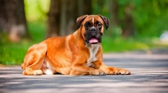 Německý boxer (foto): přátelský pes a neohrožený obránce