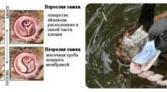 Neobvyklé pohlavní orgány obyčejných husů