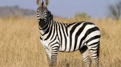 Non-portázová zvířata