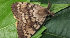 Vybalení silkworm