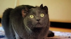 Neuvěřitelné domácí mazlíčky: slavné kočky-mutanty