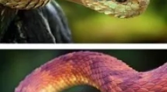 Neuvěřitelná zvířata a hmyz, jejichž existence je těžké uvěřit