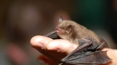 Noční světlo. Netopýry