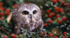 Noční stráže - sovy