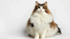 Norština forest cat