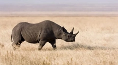 Rhino black