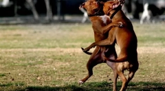 O bojových plemenách ticho slovo