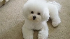 O plemeni psi bishon frize