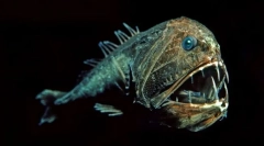 Obyvatelé hlubin moře