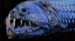 Obyvatelé nezmapovaných hloubek oceánu ve fotkách z davida robel