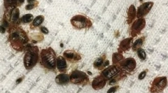 Zpracování studené mlhy z bedbugs