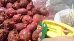 Léčba brambor před přistáním