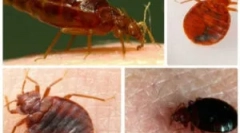 Zpracování byt od bedbugs specializovanou organizací