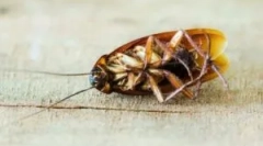 Léčba studené mlhy tracker