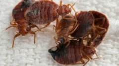 Zpracování místnosti z bugs hot mlha