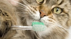 Společná hygiena pro kočky