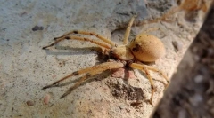 Obecné příznaky struktury artropodů