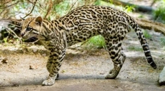 Ocelot (fotografie): dalitz dali a další fanoušky exotické