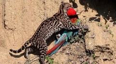Ocelot - nejkrásnější kočka na světě