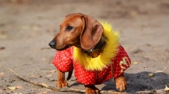 Psí oblečení: historie psa módy