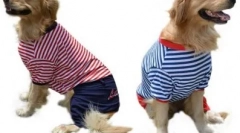 Psí oblečení na aliexpress - výběr až 1000 rublů