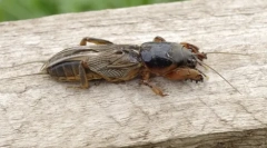 Zahrada medveda: mystery jméno