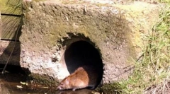 Velké mutantní krysy jsou zaplaveny ve velké británii