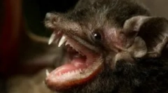 Je to nebezpečné pro osobu netopýrů?