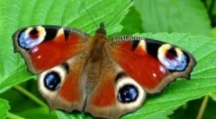 Popis a životní styl butterfly peacock eyes
