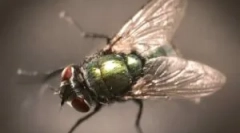 Popis, struktura a aerodynamické vlastnosti mouchů