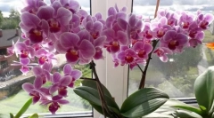 Orchideje