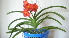Accomet orchide