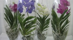 Orchidej vanda