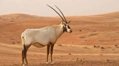 Oryx sugar