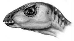 Orikodrome
