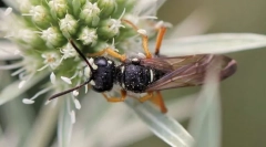 Osa-mimarida