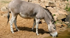 Osel divoký