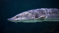 Ostrantský atlantik