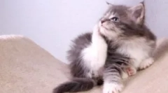 Límec z blech a klíšťat za kotě