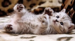 Kontrola budoucího mazlíčka